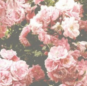 Meet your Posher, No